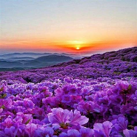 Amazing Purple Beautiful Nature Beautiful Landscapes Nature