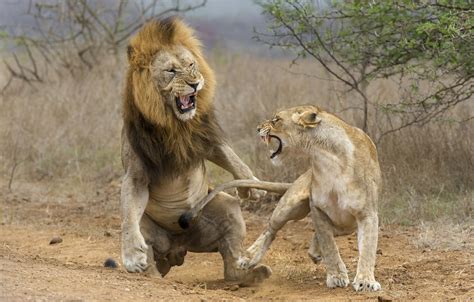 Lion Fight Stock Fotos Und Bilder Getty Images 2b3