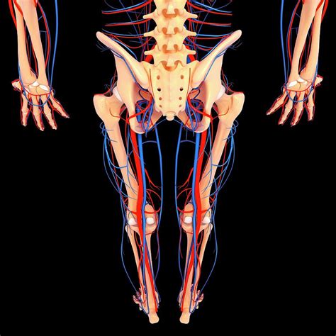 Select from premium lower body anatomy of the highest quality. Lower Body Anatomy Photograph by Pixologicstudio/science Photo Library