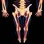 Lower Body Anatomy Photograph By Pixologicstudio/science Photo Library