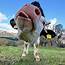 Cool Pictures Funny Cow Collection