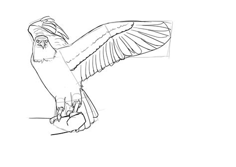 Comment dessiner un oiseau | Dessin oiseau, Comment dessiner un oiseau, Comment dessiner un chat
