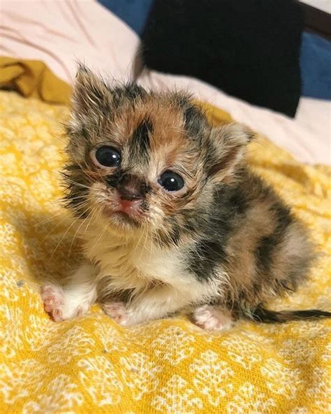 Calico Kitten Cute In 2020 Kitten Baby Animals Calico Kitten
