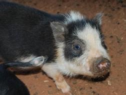 The friendly farmyard petting zoo consists of chickens, two bunnies, sheep, three ducks, and twin goats. Directions