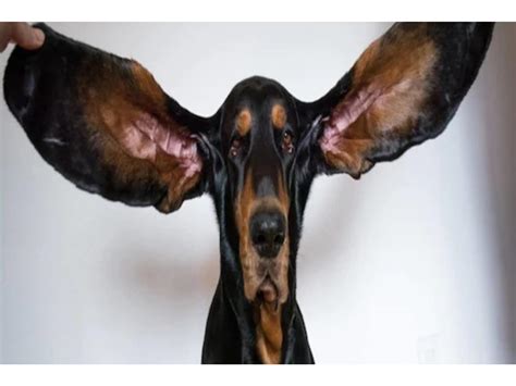 What Dog Has The Longest Ears