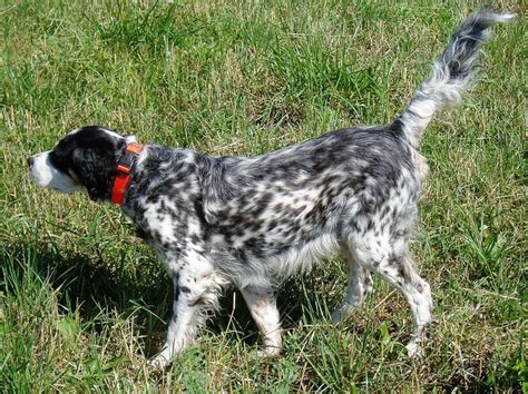 We Specialize In The Breeding Of Top Notch English Setters For Hunting