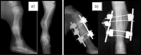 5 Months Old Dog With Malunion Of The Tibia Case 32 Figure 4a Is