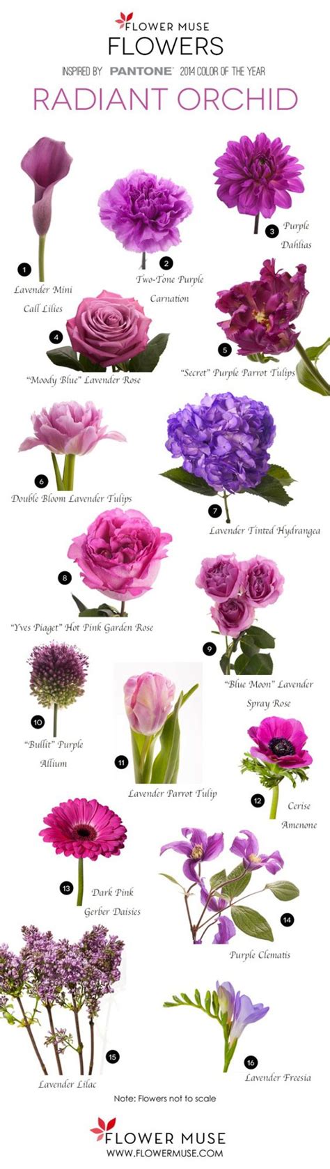 Flower Names By Color Flower Names And Pink