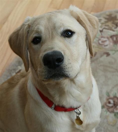 We born april 15th will come with puppy shots will be done by june 10th. English Yellow Labs. | Labrador retriever, Labrador ...