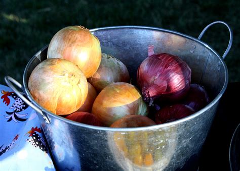 Bucket of Onions Picture | Free Photograph | Photos Public Domain