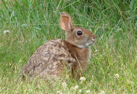 Hunt for rabbit droppings contributes to study of New England cottontails