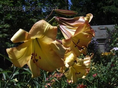Plantfiles Pictures Trumpet Lily Tropical Isle Lilium By Pixie62560