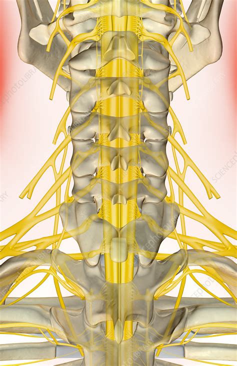 the nerves of the neck stock image f001 5860 science photo library