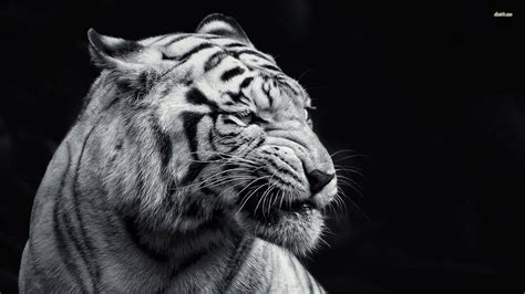 You could download the wallpaper and also use it for your desktop computer computer. White Siberian Tiger Wallpapers - Wallpaper Cave