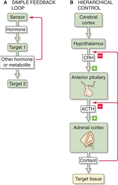 Organization Of Endocrine Control The Endocrine System Medical