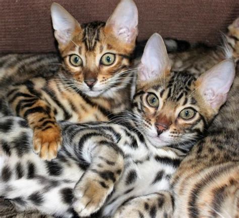 Bengal Baby Bengal Kittens Cats For Sale Price