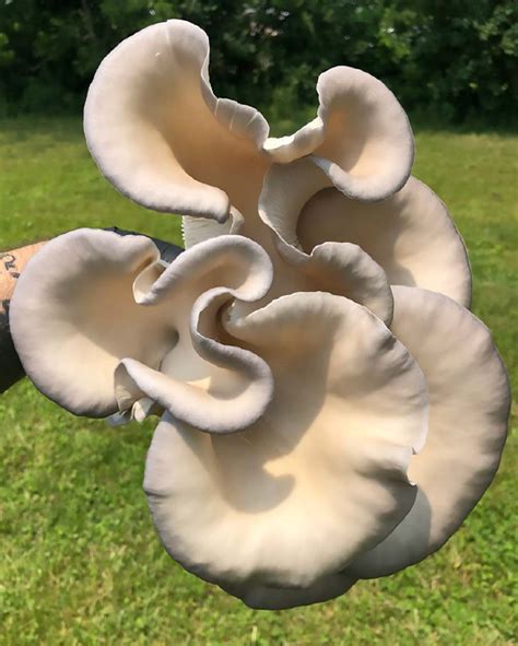Making Of A Mushroom Edible Kentucky And Southern Indiana