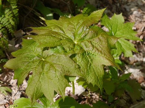 Woodland Plants With Large Leaves Identify That Plant