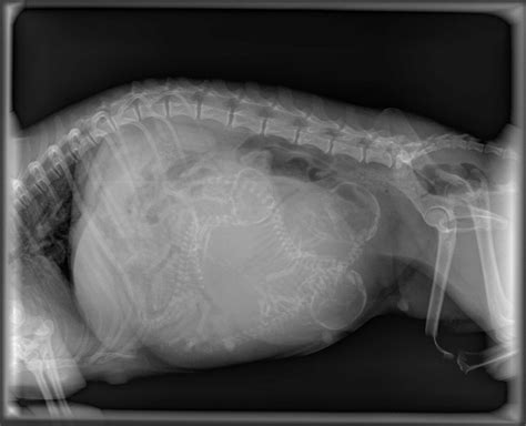 Pregnant Cat Radiograph