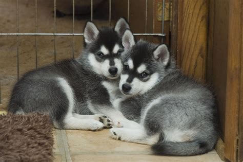 They are currently recognised by the ukc, arba, ckc, nkc, apri, acr and the dra. Alaskan Klee Kai - Puppies, Rescue, Pictures, Information ...