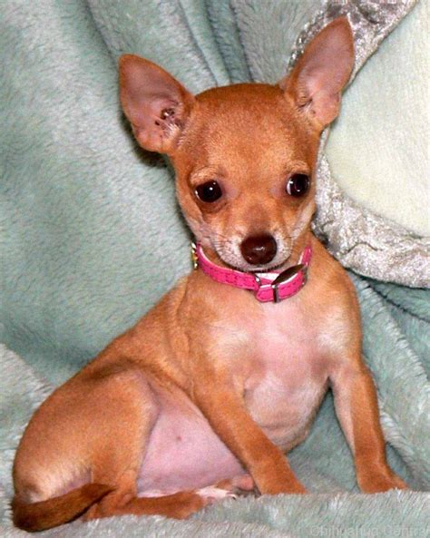 Chihuahua Love Chihuahua Love Chihuahua Puppies Chihuahua