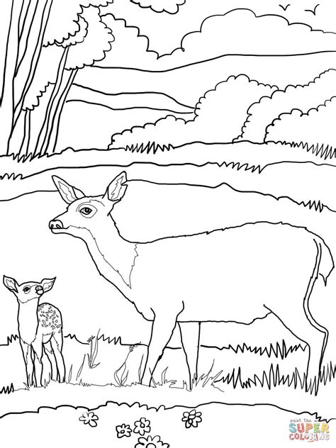 This printable pack includes two coloring pages, all ready to be colored. Baby Mule Deer with Mother coloring page | Free Printable ...