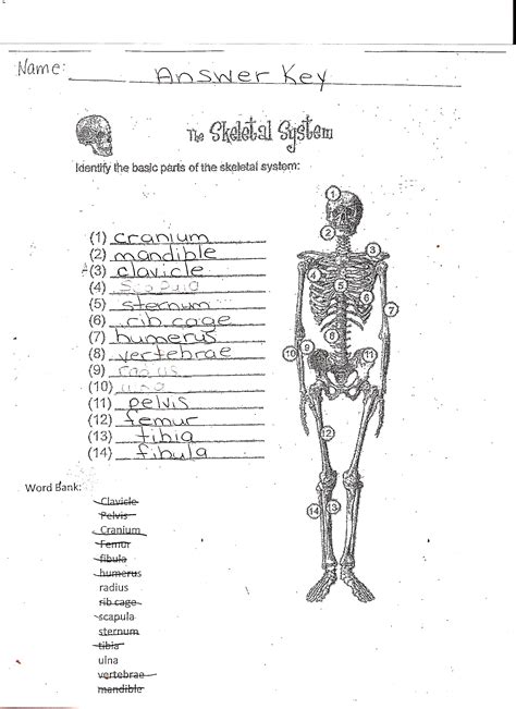 Chapter 5 The Skeletal System Worksheet Answer Key › Athens Mutual