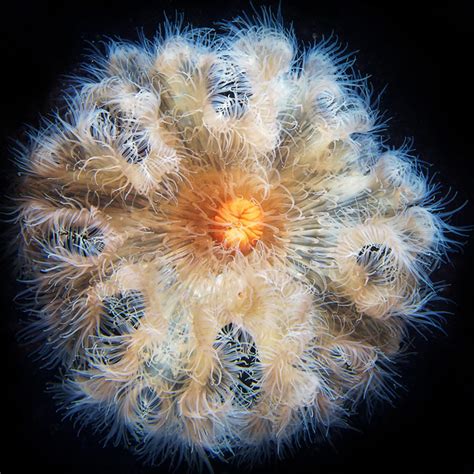 Glowing Underwater Creatures Natural Underwater