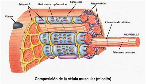 As Células Do Tecido Muscular Apresentam Grande Quantidade De Mitocôndrias