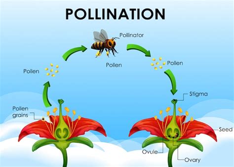 flower pollination diagram