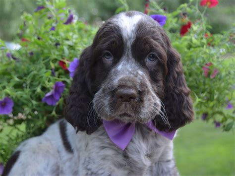 Puppyfinder.com is your source for finding an ideal english springer spaniel puppy for sale in usa. Cheryl Kinder - English Springer Spaniel Puppies For Sale