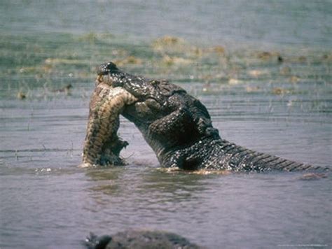 Saltwater Crocodile V Titanoboa Cerrejonensis Carnivora