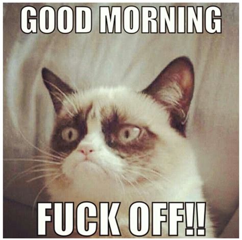 Its Monday Grumpy Cat Cats Funny