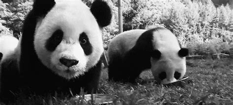The free online library of animated gif images for all gif files are sorted by categories and tags for easy search. Animals Tumblr GIFs - Find & Share on GIPHY