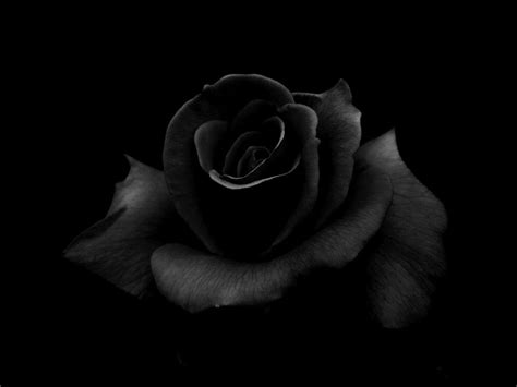 Black Rose Background Landscape Black Rose 2879