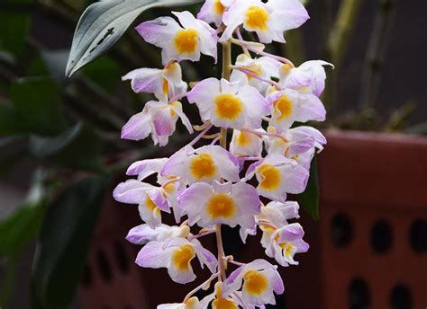 Dendrobium Orchid Complete Growing And Care Guide