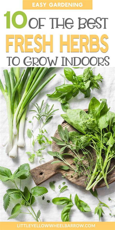 The 10 Best Herbs To Grow Indoors In 2022 Growing Herbs Indoors Best