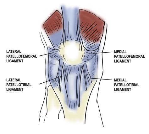 Anatomy Bony Pelvis And Lower Limb Medial Patellofemoral Ligament