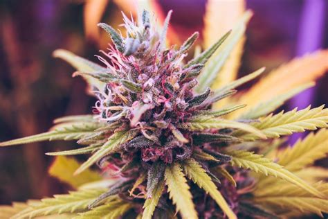 While sought for their pure indica or sativa characteristics, such strains lose some of their unique characteristics when grown outside the climate in which they evolved. Sativa or Indica? Here's The Benefits of Each Strain | SoL ...