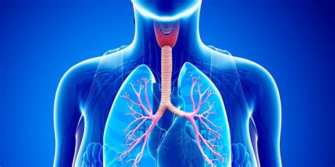 Asthma Pathophysiology Heres How Asthma Works In The Human Body Self