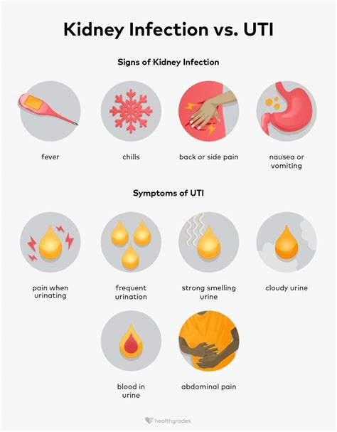 Kidney Infection Vs Uti Differences Symptoms And Treatment