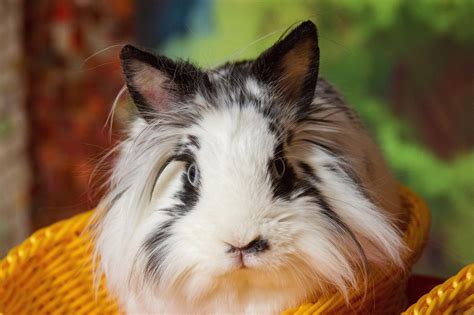 Long Haired Rabbit Breeds Every Bunny Welcome