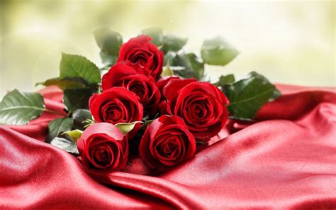 إذا كنت تريد تحويل الصورة الى شفافة بدون خلفية أون لاين، فسنتعرف في هذا الموضوع إن شاء الله على أفضل موقع ازالة خلفية … صور ورود جميله , اجمل خلفيات ورود - صداقة الأصدقاء