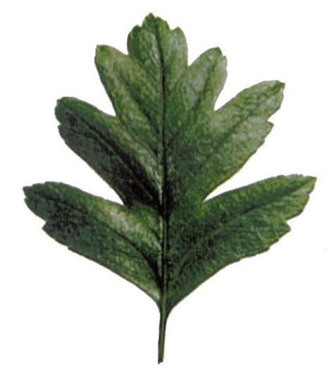 Hawthorn Tree Leaf Identification
