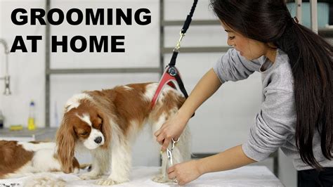 HOW TO GROOM YOUR DOG AT HOME | Cavalier King Charles grooming - YouTube