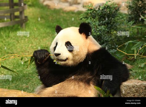 Großer Panda Panda Macau Panda Pavillion Macau Stockfotografie Alamy