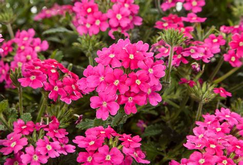 Verbena is one of those garden essentials that bloom from spring to fall with very little fuss. Verbena hybrida Verbena Vivid® - Green Fuse Botanicals Inc.