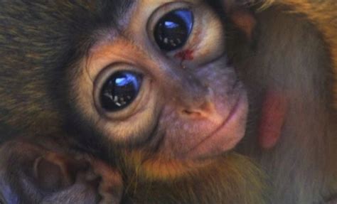 Nace En El Bioparc El Mono Más Pequeño De África Comunidad Valenciana