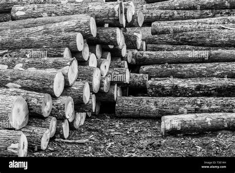 Lumber Yard Featuring Big Pile Of Freshly Cut Lumber Stock Photo Alamy