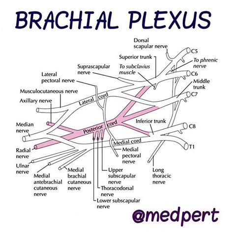 Brachial Plexus Medical Foamed Neurology Nerve Plexus Products